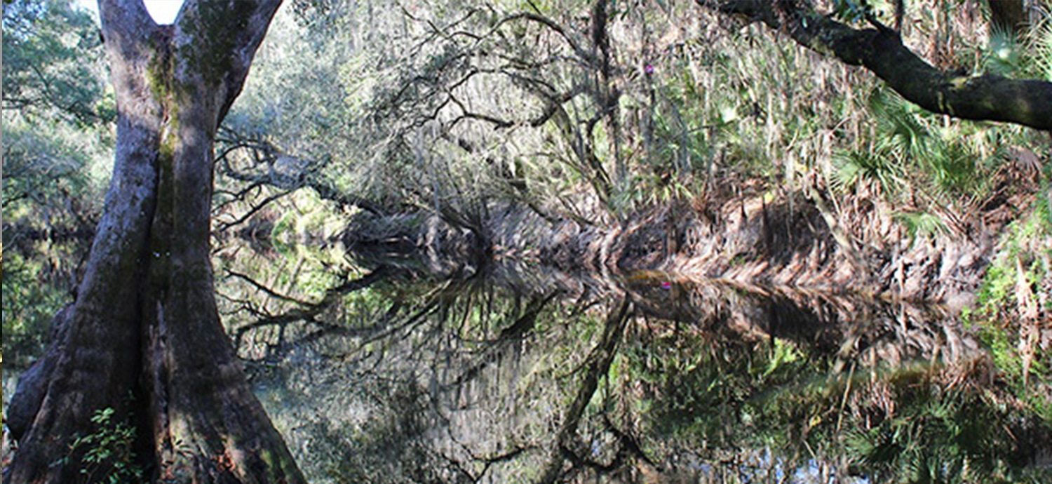 Wetland
