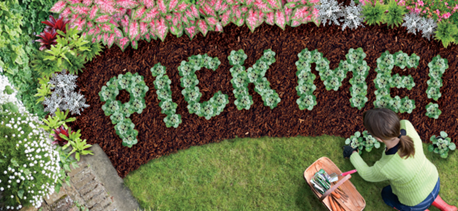 Garden plants spelling out "Pick Me"