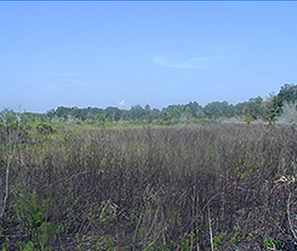 Wetland 2000