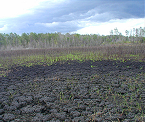 Wetland 2000