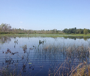 Wetland 2015