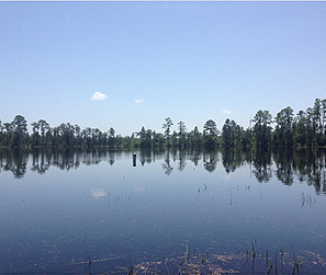 Wetland 2015