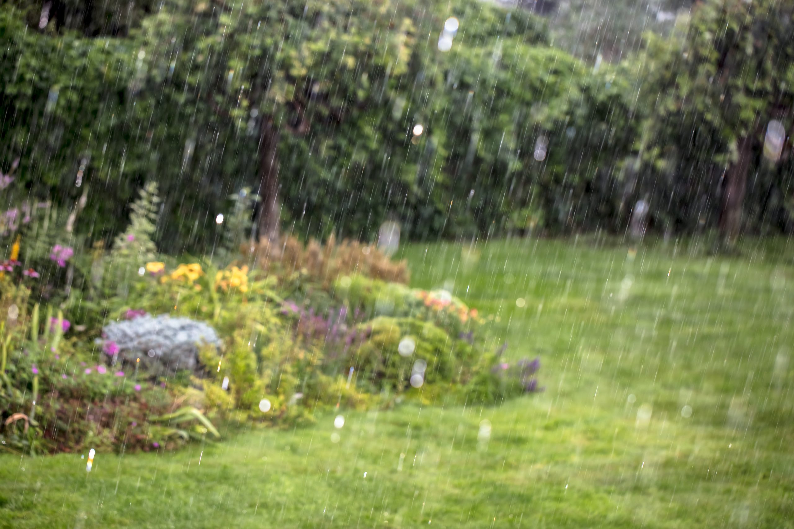 Rain falling in a landscaped garden