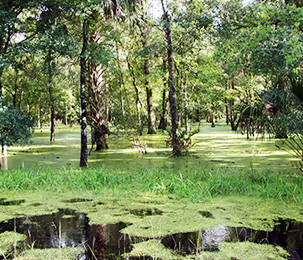 Healthy Wetland
